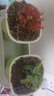 捕蝇草盆栽·猪笼草·食虫植物夏季驱蚊食虫捕虫室内趣味绿植 洛芙丽【茅膏菜】 【赠吸水盆】栽好发货 实拍图