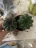 仙人球绯花玉开花带花苞仙人掌类多肉绿植物桌面花卉小盆栽 花仙子直径6-8厘米 不含盆 实拍图