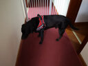 TRUELOVE狗狗牵引中大型犬金毛背心式胸背带K9马鞍式不含遛狗绳子拉布拉多 酒红色（不含牵引绳） 2XL-胸围82-115cm建议40-70kg 实拍图