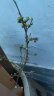 双盟蓝莓苗蓝莓树果苗北方南方种植四季果树薄雾兔眼阳台盆栽源头直发 晒单实拍图
