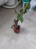 百芳缘三角梅树苗花卉四季开花重瓣绿化攀缘植物盆景精品盆栽地栽叶子花 大红 5年苗可以当年开花 实拍图