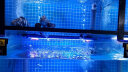 森森海鲜池鱼缸灯鱼池专用LED灯水产鱼虾蟹照明灯防水led灯 220v 70CM 蓝白光（双排高亮）220V-14W 晒单实拍图