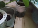 开时果 绿植盆栽桌面水培绿植 办公室植物懒人盆景水养植物源头直发包邮 罗汉松（绿叶盎然） 实拍图