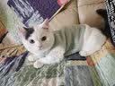 神经猫（shenjingmao）猫咪衣服冬季保暖过年防掉毛布偶蓝猫冬天宠物小猫猫幼猫秋季冬装 粉色【面料质感好】 M(建议体重5-8斤) 实拍图
