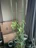 柯必达 爬藤架花架 植物攀爬架铁艺架子月季铁线莲花架爬藤花支架 伸缩型 高1.5m(3杆5圈) 实拍图