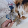 雅礼颂宠物猫咪零食多春鱼淡水满籽小鱼虾冻干幼猫磨牙营养增肥 【满籽款约20~30条】100g 实拍图