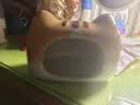 布卡星仓鼠陶瓷窝夏天降温用品夏季躲避小屋贝壳金丝熊刺猬散热冰屋房子 喵屋陶瓷窝-大号-大吉款 M 实拍图