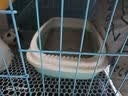 憨憨宠猫砂盆特大号猫厕所半封闭猫沙盆幼猫成猫防外溅猫屎盆猫咪用品 茶青绿  小号 实拍图