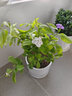 莺歌燕舞茉莉花盆栽带花苞室内花卉观花植物四季好养开花香水茉莉非洲茉莉 实拍图