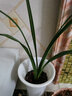 星雨香（XINGYUXIANG）超香 兰花 室内盆栽 花卉绿植 兰草植物兰花苗 诱惑 1苗新手试养 实拍图