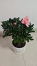 【莎之槿园艺】杜鹃花苗盆栽带花苞四季开花不断室内观花卉绿植植物老桩大棵好养 粉色杜鹃花+仿木桶盆(带花苞发货)底托 含盆 实拍图