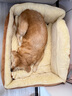 多可特（D-cat） 狗窝四季通用猫狗窝小中大型犬冬季夏季狗床狗用品猫狗垫子沙发 XXL-110*90*30（建议100斤内） 实拍图