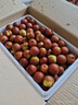 江子田语河北沧州特产黄骅冬枣新鲜大枣黄烨红枣冰糖脆甜特大果号现摘顺丰 一级≥3.0cm【15-20g】 净重4.9斤 实拍图