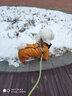 SLPC狗狗衣服冬天保暖中小型犬加厚四脚狗棉衣泰迪柯基小狗幼犬冲锋衣 橙 3XL（适合约21-25斤） 实拍图