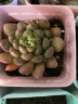 急兔多肉植物儿童节礼物盆栽绿植随机多肉10棵10个随机颜色小方盆土 实拍图