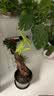 御春阁 滴水观音 水培大苗千手观音植物 水培绿植小盆栽室内花卉 不含盆 50-60cm高左右 实拍图