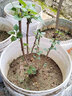 丁香花树苗嫁接高杆丁香树苗耐寒耐旱庭院花卉植物室外绿化苗木景观风景树盆栽阳台 紫丁香 3年（丛生苗） 实拍图