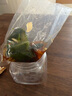 崔奶奶【腌小黄瓜 】生鲜东北特产延边朝鲜族泡菜酱黄瓜酸甜脆280g盒装 酸甜黄瓜280g*1【罐装】 实拍图
