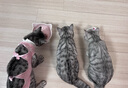 华元宠具（hoopet）航空箱猫包外出便携包猫咪太空舱宠物狗狗航空箱外出可折叠猫笼 黑色 建议体重20斤内犬猫 实拍图
