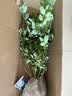 稔秋新品种L25蓝莓苗当年结果蓝莓树阳台盆栽地栽南北方种植原土发货  北蓝【北方适宜】 5年苗【当年结果】 实拍图
