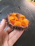 小平岛（xiaopingdao）马粪海胆1斤大连海胆新鲜生鲜水产刺身日料蒸蛋即食 马粪海胆300g（6-8个左右） 实拍图
