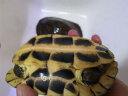 蟹爱（xieai）越南种南石龟金钱黄喉苗活体龟宠物乌龟 3-5两(母) 一只 盒装 实拍图