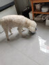 欧恩焙加拿大原装进口低脂狗粮小型犬泰迪老年高龄犬小颗粒鸡肉味2.27kg 实拍图