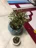 开时果 台湾达摩小叶九里香 桌面微型趣味迷你盆栽绿植盆景源头直发包邮 达摩九里香+六角瓷盆 实拍图