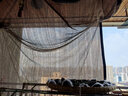 立高（LIGAO）咖啡色遮阳网庭院高级户外防晒网加厚加密隔热阳光房遮阴网2x3米 实拍图