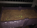 田田绿家庭阳台蔬菜种植架立体多层种植箱双层种菜盆花盆花箱楼顶种菜箱 3联长120宽40高85 实拍图