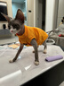 猫容猫咪衣服德文猫衣服宠物保暖秋冬季布偶猫背心绒衣狗狗小猫幼猫衣 活力橙 L(6-8斤) 实拍图
