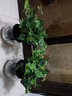 孙凯L常春藤盆栽常青藤客厅阳台藤蔓植物办公室净化空气绿植水培植物 自动吸水常春藤中号*2盆 含盆 实拍图