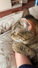 爱哒哒 混合猫砂活性炭 抹茶豆腐猫砂混合猫沙高效吸味高效结团可冲厕所 三合一混合猫砂2.4kg*4包 实拍图