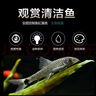 云峰海瑞清洁鱼活体热带鱼观赏鱼水族宠物工具鱼垃圾鱼老鼠鱼鱼缸除藻 金苔鼠鱼4-6cm 3条 实拍图