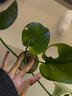 壹植龟背竹水培植物盆栽大号老桩室内客厅天堂鸟花瓶耐阴常青好养绿植 龟背竹35~40cm一棵【送营养液】 实拍图