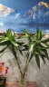 花翁 富贵竹水培植物转运竹室内客厅招财盆栽绿植 中竹10支70-80cm高 晒单实拍图
