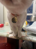 SKEINS刻字防丢失吊牌猫咪狗狗项圈铜铃铛脖圈宠物铃铛可调节铃铛颈圈 橘色反光项圈+金色猫牌（特殊尺备注配铃铛） 实拍图