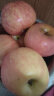 京鲜生山东 栖霞红富士苹果精品12粒 单果190g-240g  新年礼盒 实拍图