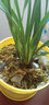劉閣蘭花四季兰花苗中华红 现带浓香花苞出售内带多个好养花卉盆栽 中华红2苗连体裸根送肥 实拍图