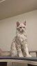 佳朔 纯血统大体缅因猫活体幼猫宠物猫大型缅因库恩猫温顺家养宠物猫 宠物级 【棕虎斑缅因】 实拍图