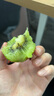 佳沛新西兰绿果进口奇异果绿心猕猴桃当季新鲜水果礼盒包邮源头直发 8粒装 优选果 单果约110-135g 实拍图