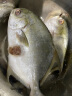 沃鲜汇 鱼 金鲳鱼 400-450g/条 冰鲜鲳鱼 生鲜鱼类 薄冰衣 4条装金鲳鱼 常规装400g/1条 (市场高品质) 实拍图