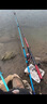达亿瓦（DAIWA） 小继飞天CS 矶钓竿 手海两用竿 钓鱼竿 船矶竿钓竿 渔具钓鱼杆 裸竿 3-39（3号3.9米） 实拍图