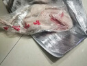 岽鲜 现杀4-8斤土鹅嫩鹅农家散养鹅肉新鲜大鹅白鹅活体冷冻笨老鹅生鲜 大鹅6-7斤 实拍图