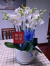 Only you【2小时达】白色蝴蝶兰带花苞花剑花盆真花盆兰花开业生日母亲节 6株白色（瓷盆随机） 实拍图