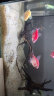 SOBO（松宝）鱼缸底砂黄金砂适用小米鱼缸造景底沙天然水晶沙石头 5斤 晒单实拍图