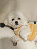 铂呐苓猫咪狗狗宠物衣服小型犬加厚保暖泰迪加菲布偶英短衣服两脚款棉衣 宠物衣服【可爱黄小熊】 L 实拍图