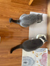 渔极（AkikA）猫罐头泰国原装进口AK系列猫湿粮宠物猫零食成幼猫罐头 ak06金枪鱼+石斑鱼（12罐） 实拍图