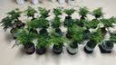 双盟12头仿真滴水观音盆栽人造绿植盆栽假花家居装饰欧式装饰可塑造型 实拍图