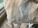 万牵狗链子 不锈p链牵引绳项圈栓狗遛中大型犬脖圈脖套P链金属防咬铁 4.0丝粗（60—70斤）65厘米 实拍图